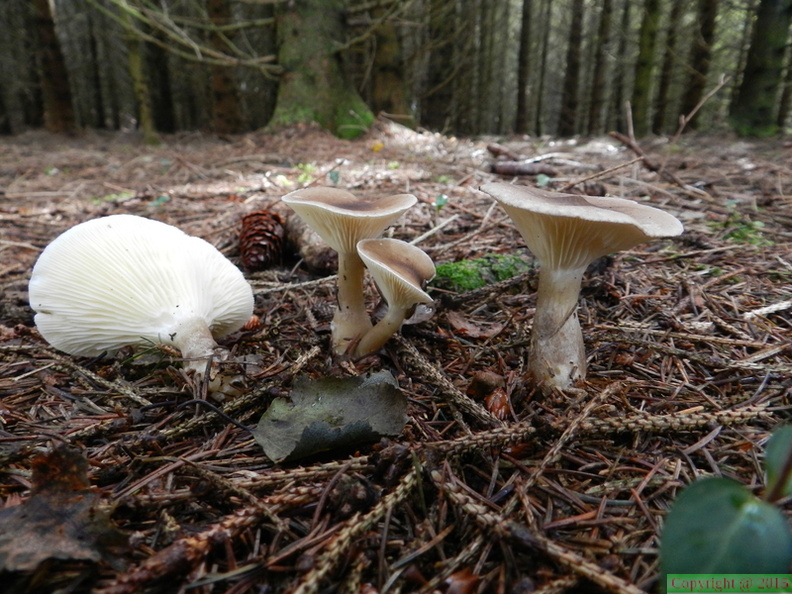  clitocybe clavipes 01.jpg