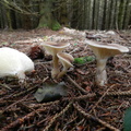  clitocybe clavipes 01