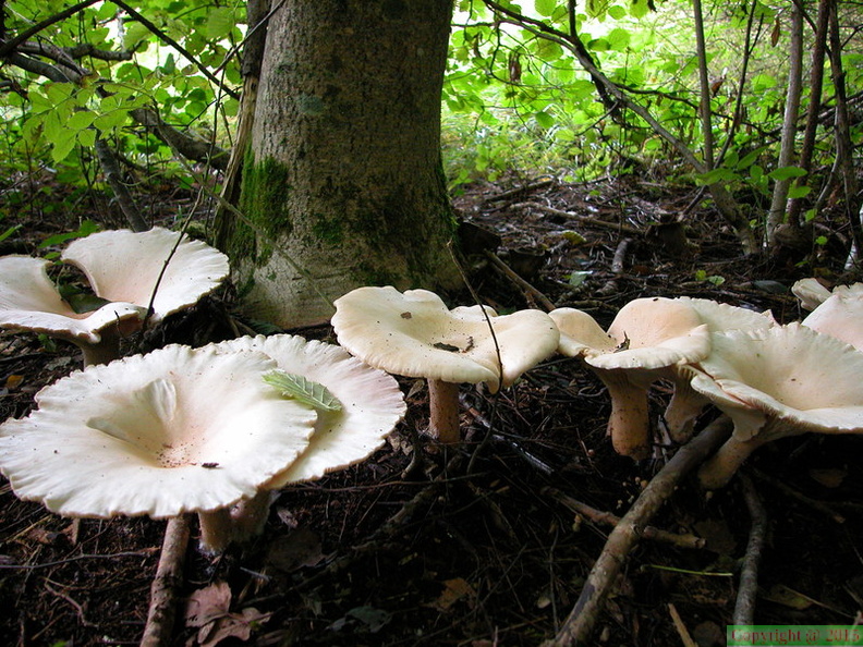  clitocybe geotropa 01