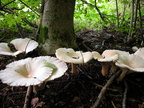  clitocybe geotropa 01