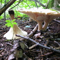  clitocybe geotropa 02