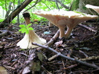  clitocybe geotropa 02