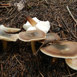 Genre Rhodocollybia