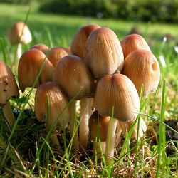 Genre Coprinus