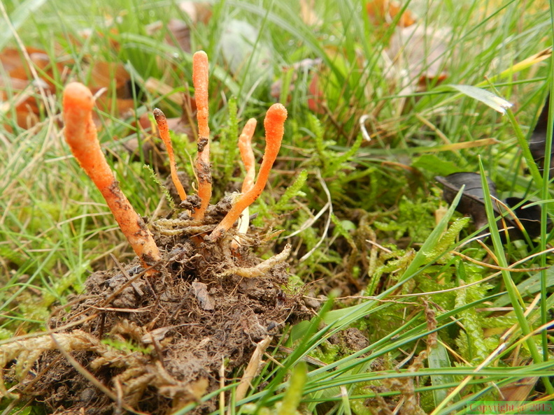  cordyceps militaris 01