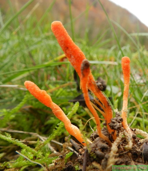  cordyceps militaris 03.jpg