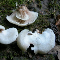 Genre Crepidotus