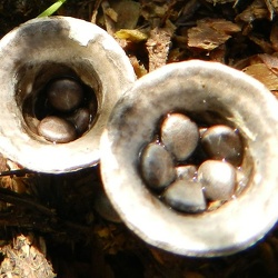 Genre Cyathus
