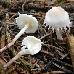 Genre Cystolepiota