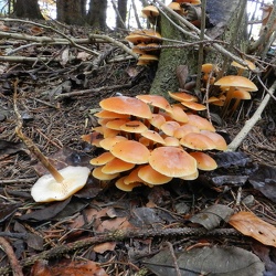 Genre Flammulina