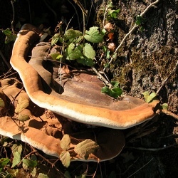 Genre Ganoderma