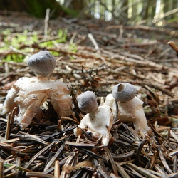 Genre Geastrum