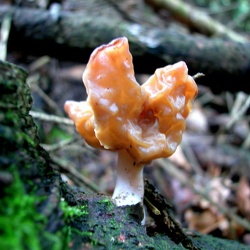Genre Gyromitra