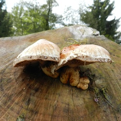 Genre Hemipholiota