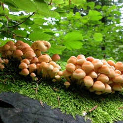 Genre Hypholoma