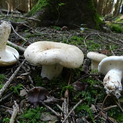Genre Lactarius