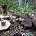  lactarius picinus