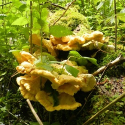 Genre Laetiporus