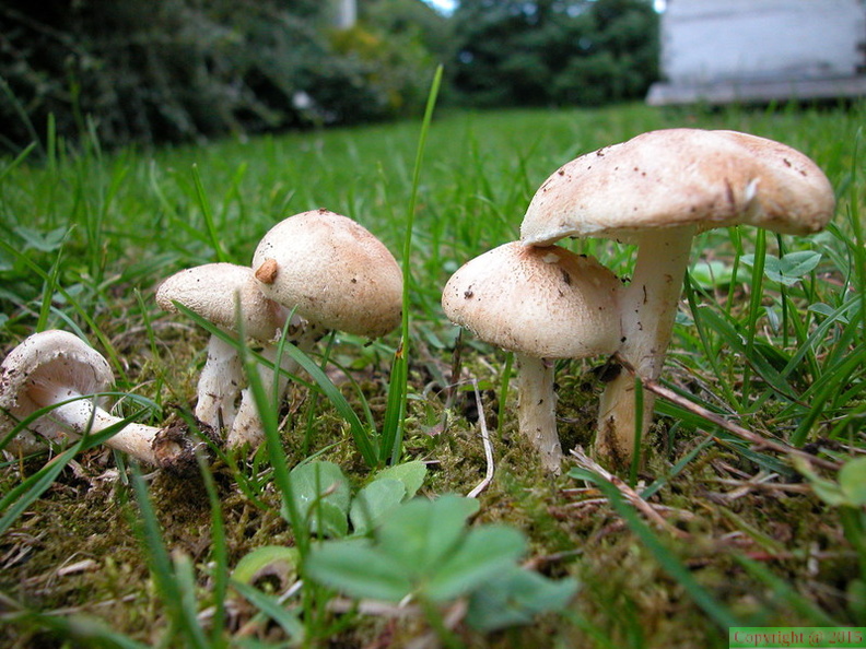 Lepiota alba