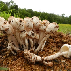Genre Leucoagaricus