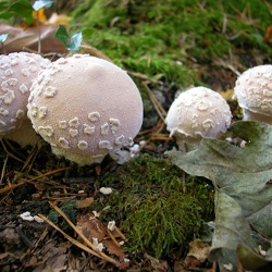 Genre Lycoperdon