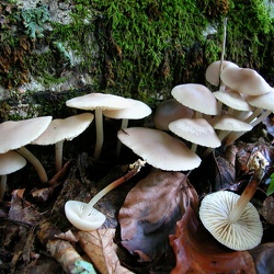 Genre Marasmius
