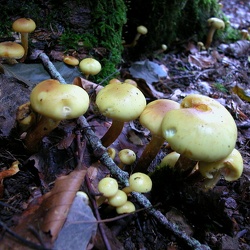 Genre Pholiota