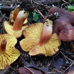 Genre Phylloporus