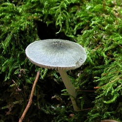 Genre Pluteus