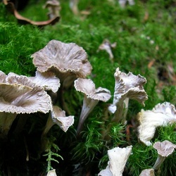 Genre Craterellus