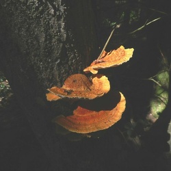 Genre Pycnoporellus