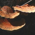  pycnoporellus fulgens 05