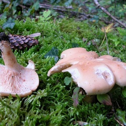 Genre Rhodocybe