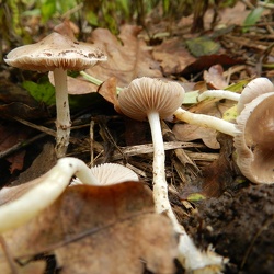 Genre Stropharia