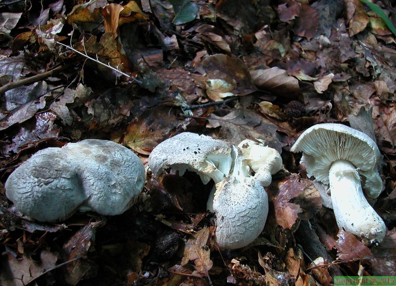 Tricholoma pardinum var. filamentosum