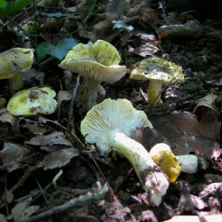 Genre Tricholoma