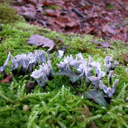 Genre Xylaria