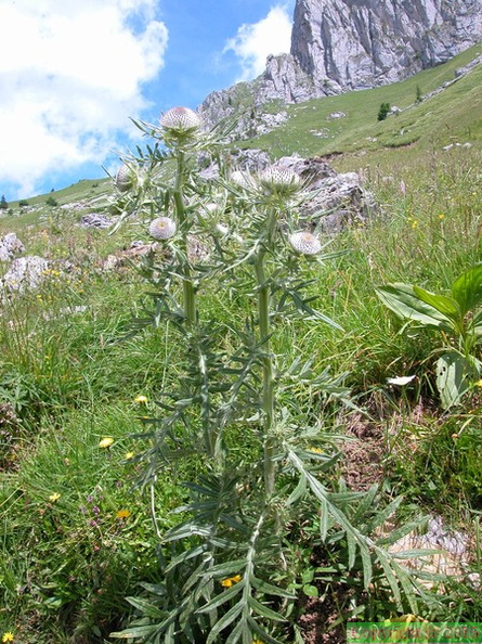 Cirsium eriophorum ( cirse laineux )