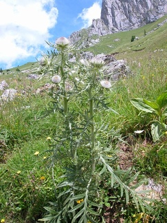 Cirsium eriophorum ( cirse laineux )