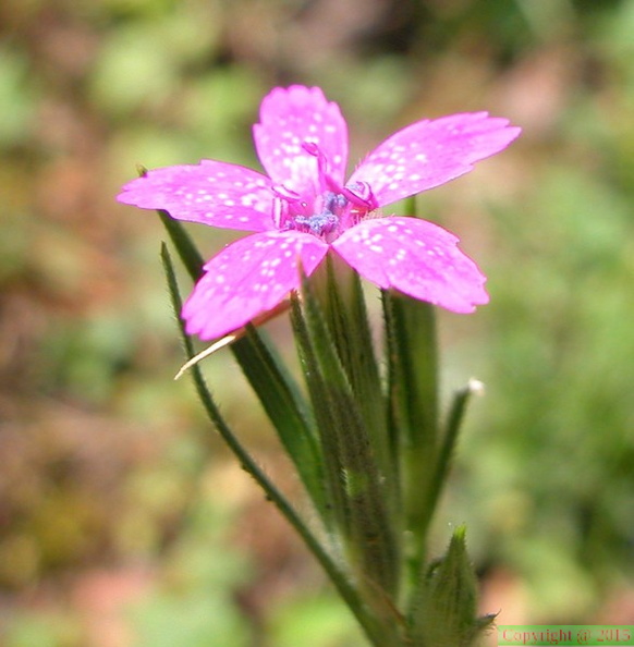 Dianthus armeria 02