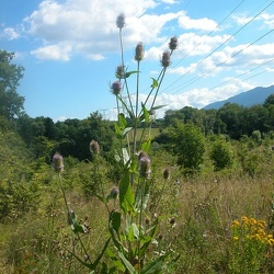 Dipsacus (ancien)