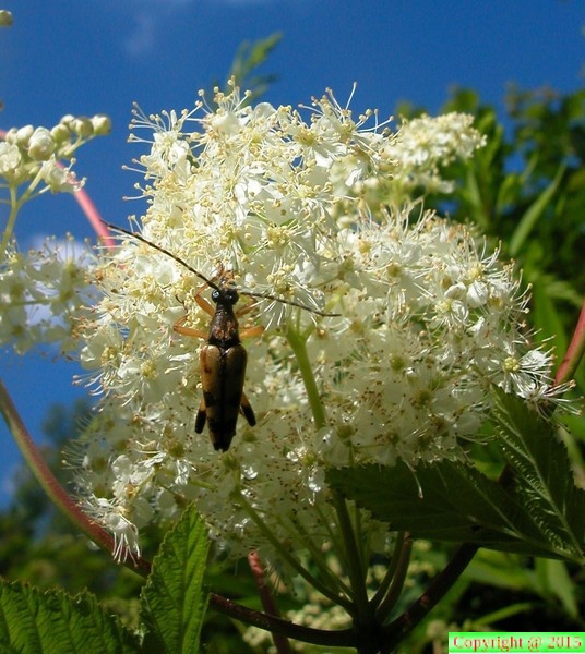  filipendula ulmaria (reine des pres) 02