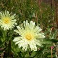 Hieracium intybaceum 01