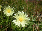 Hieracium intybaceum 01