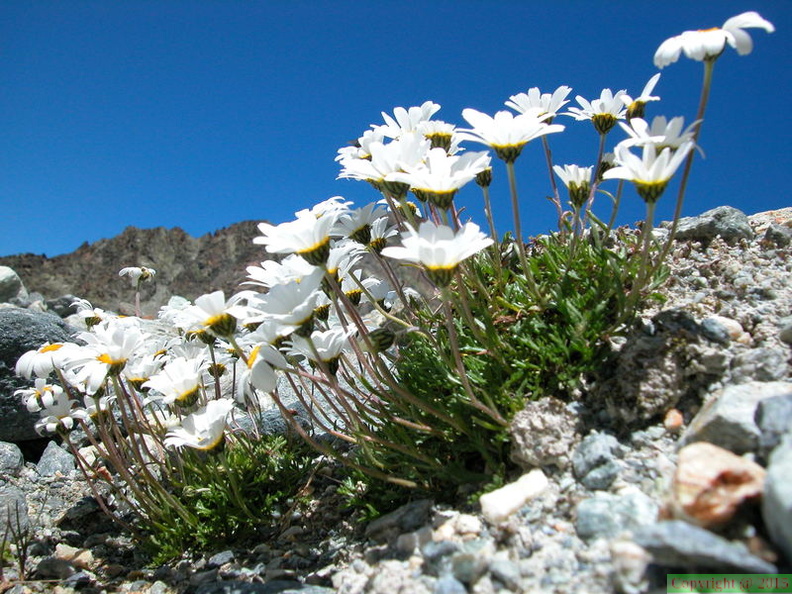 _leucanthemopsis_alpina.jpg