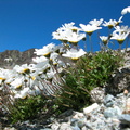 _leucanthemopsis_alpina.jpg