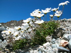 Leucanthemopsis alpina