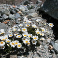 Leucanthemopsis alpina 01