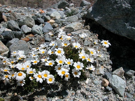 Leucanthemopsis alpina 01