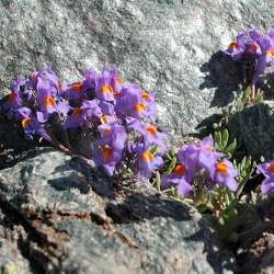 Linaria (nouveau)